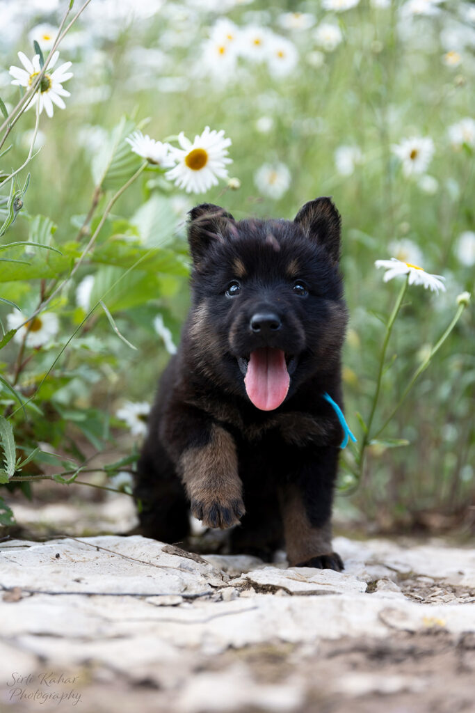 Estrellest Golden E pesakond (Chodsky Pes)