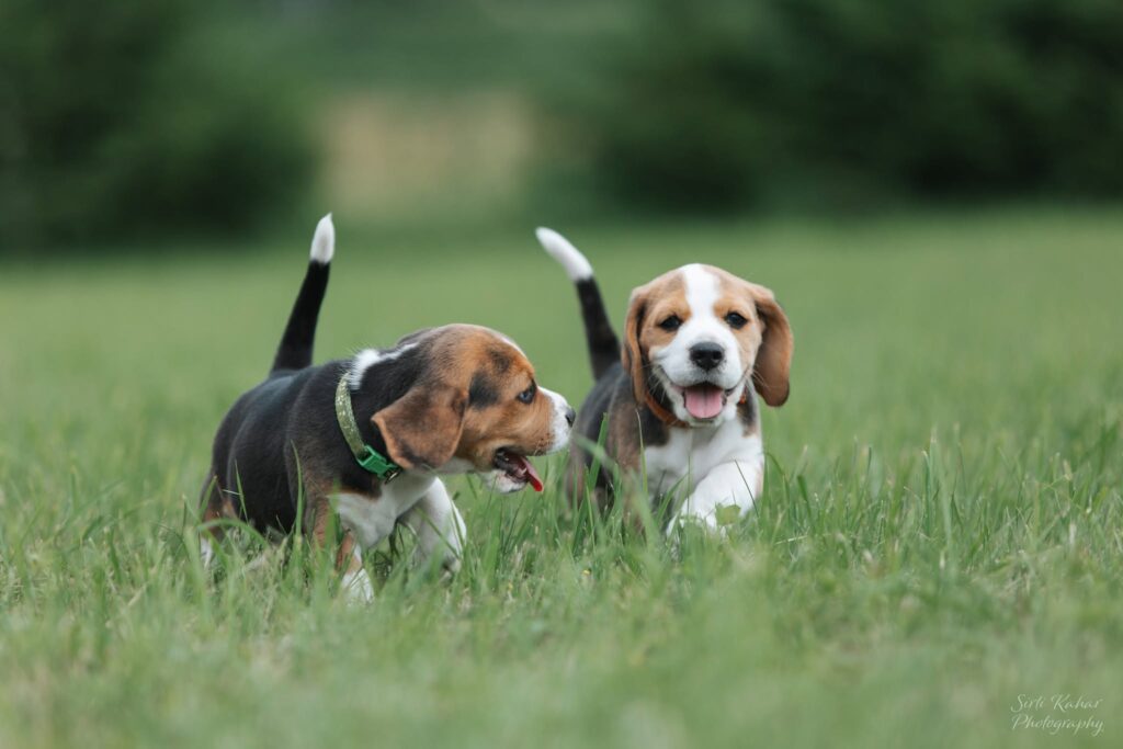 520223886 1197941095711885 5524048171917157437 n