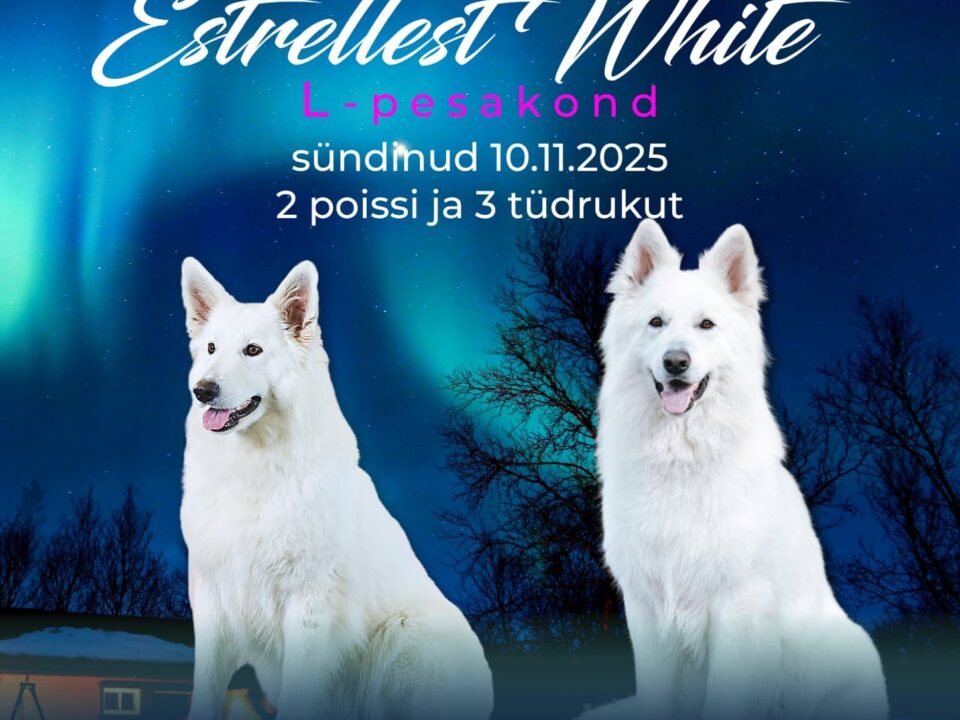 585342924 25348977424733518 3522001073679873364 n