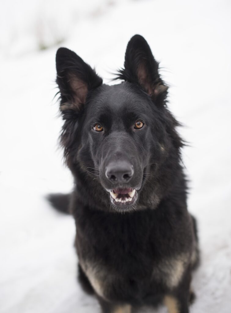 Estrellest Chic Cenna