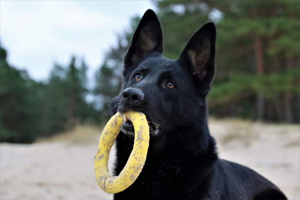 Estrellest Hot Latte