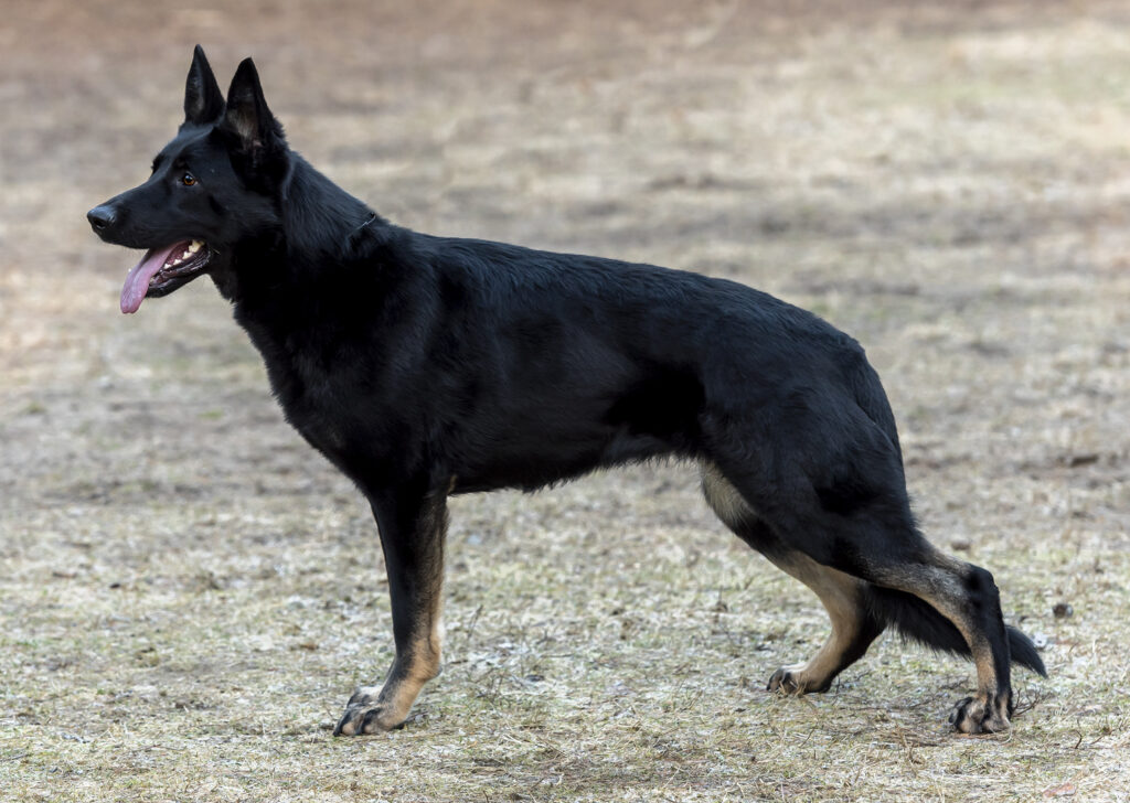 Estrellest Hot Latte